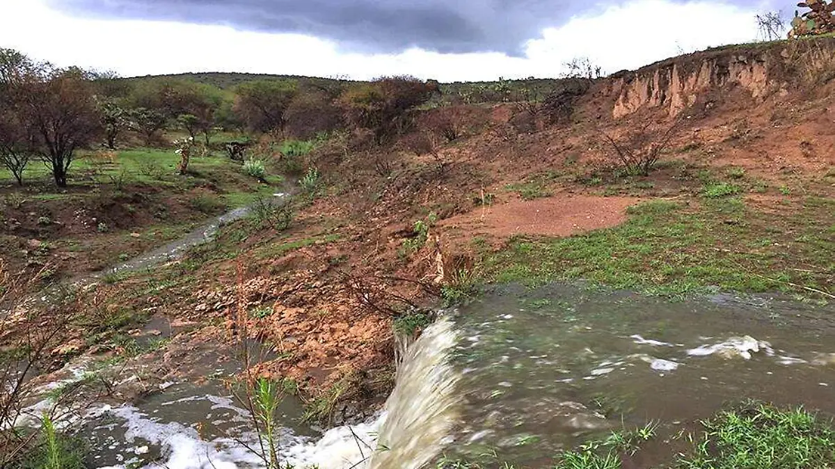 bosque de cobos